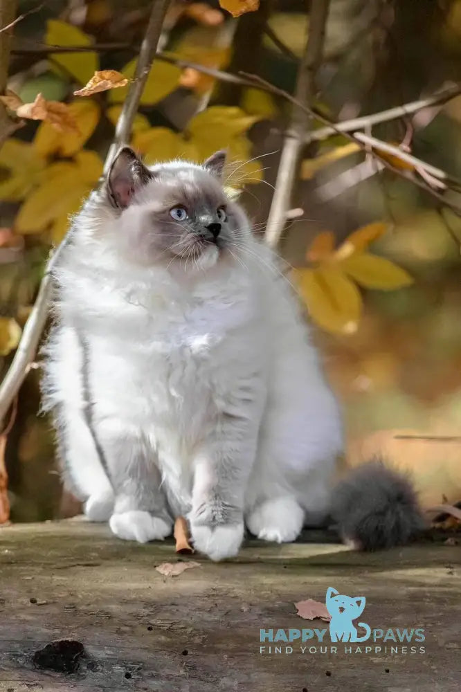 Milo Ragdoll male blue mitted live animals