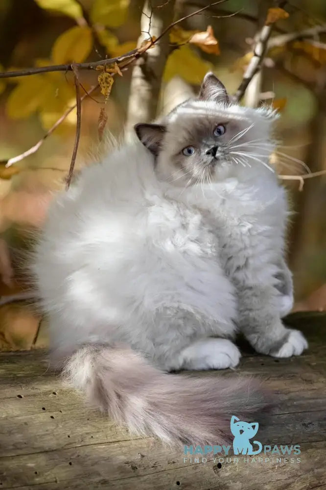 Milo Ragdoll male blue mitted live animals