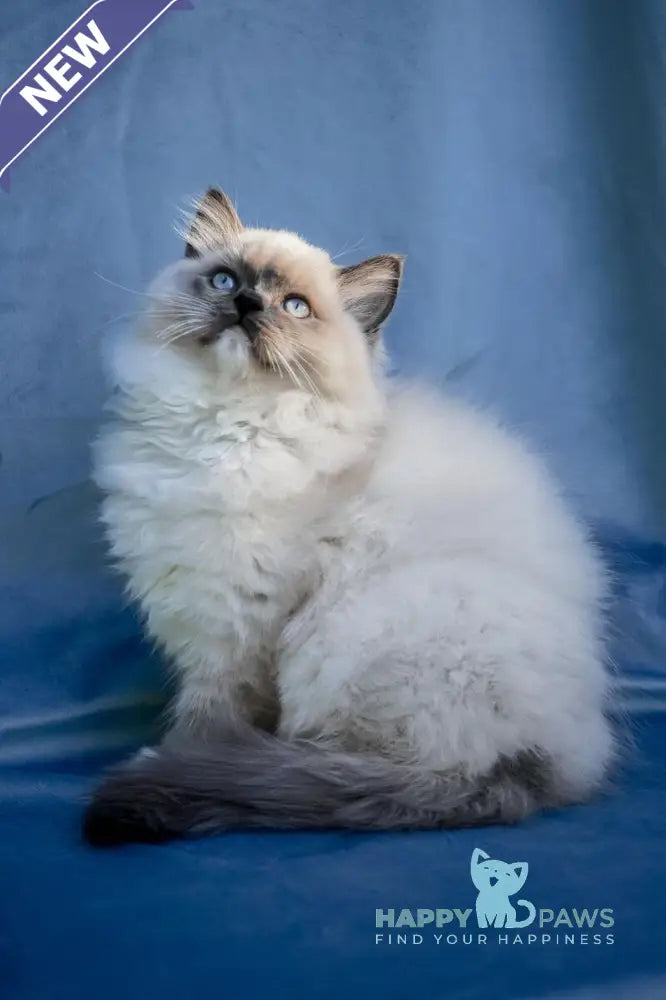 Milo Ragdoll male blue mitted live animals