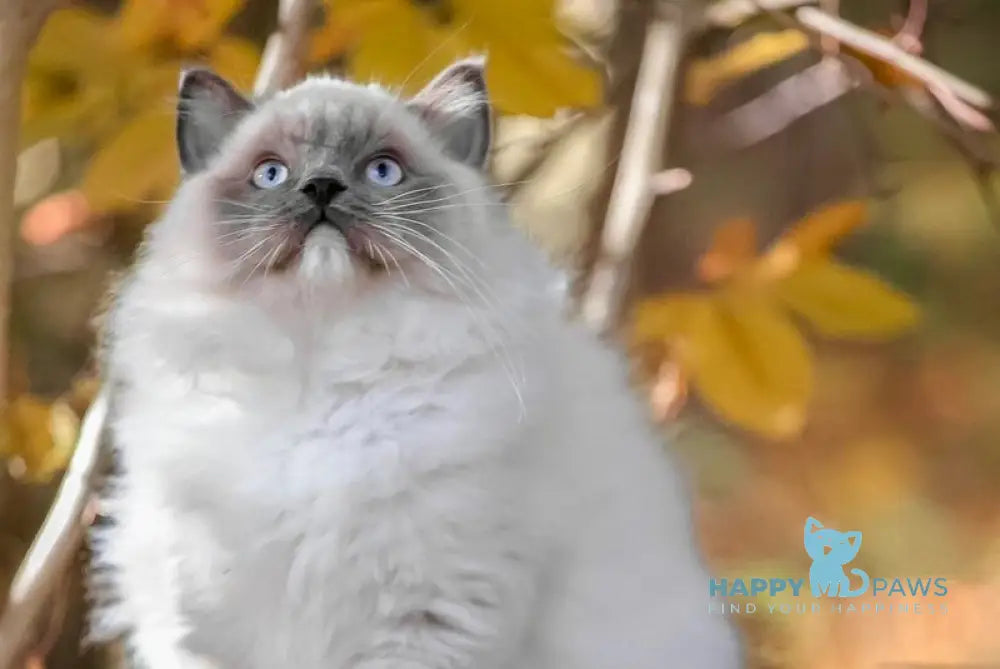 Milo Ragdoll male blue mitted live animals