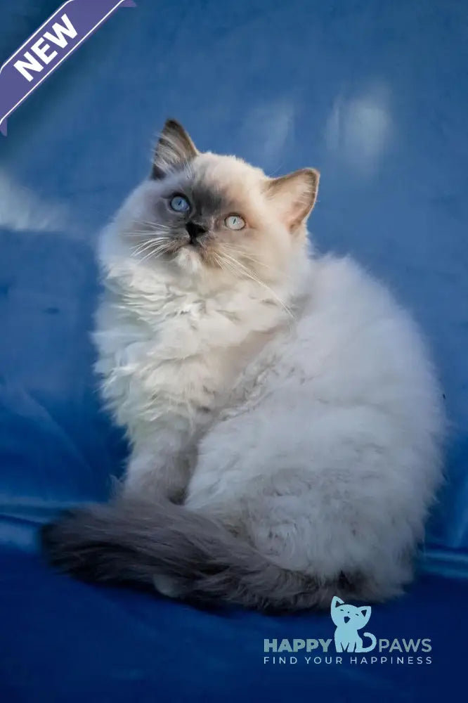 Milo Ragdoll male blue mitted live animals