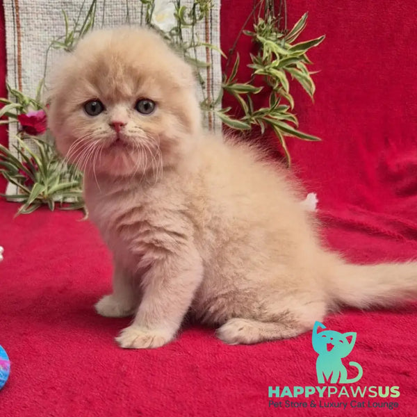 Milo Scottish Fold male cream - live animals
