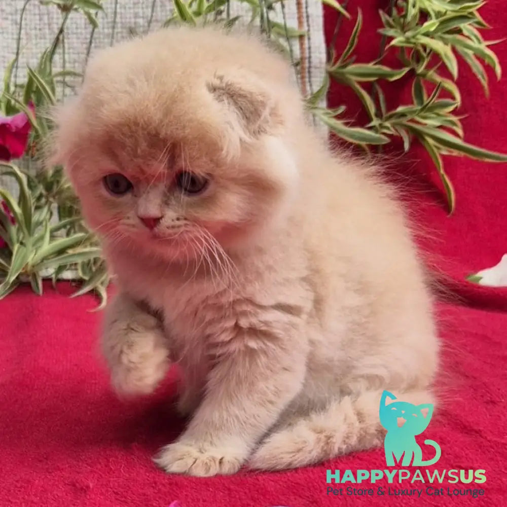 Milo Scottish Fold male cream - live animals