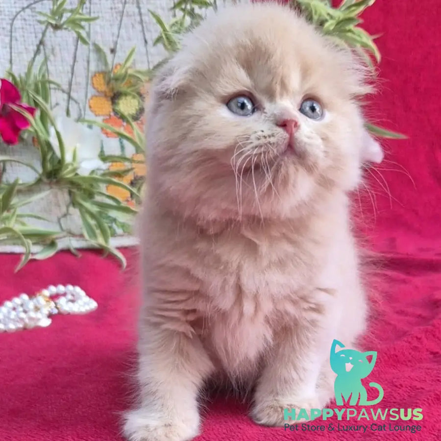 Milo Scottish Fold male cream - live animals
