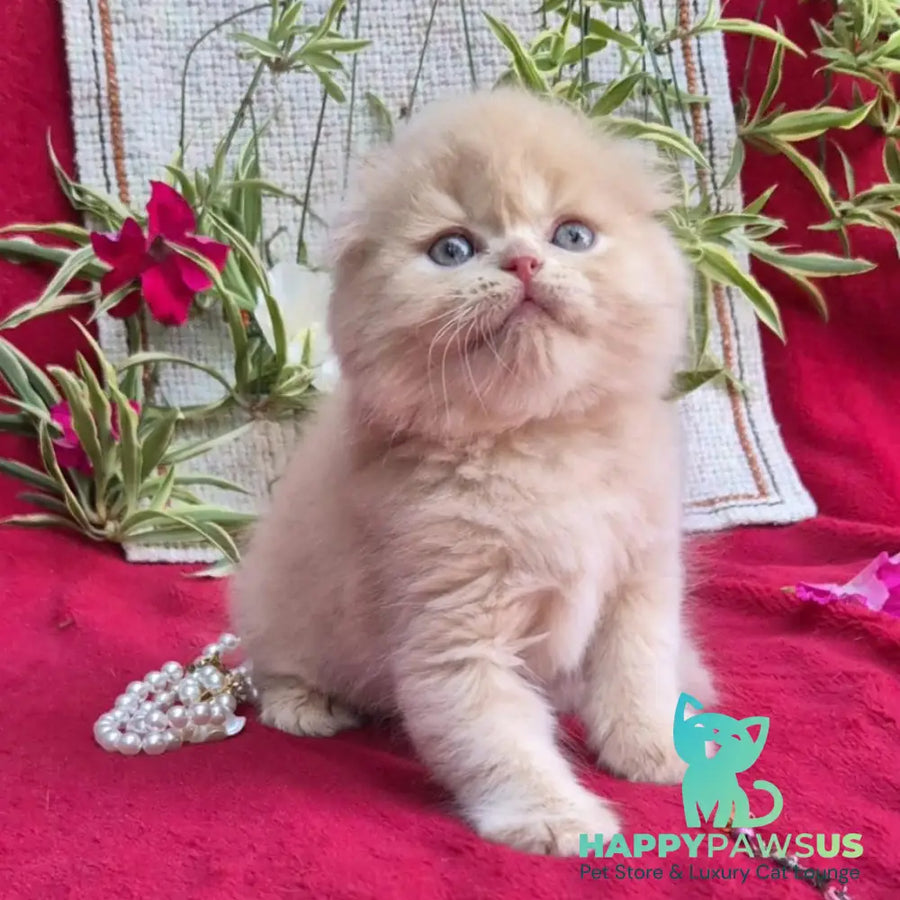 Milo Scottish Fold male cream - live animals