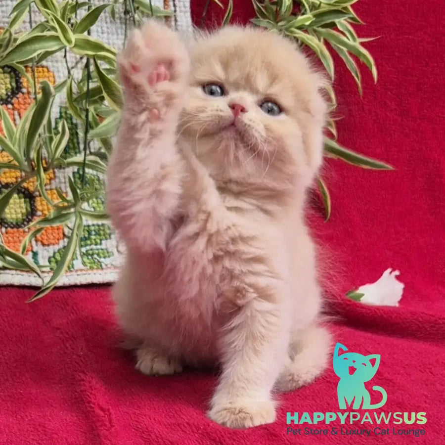 Milo Scottish Fold male cream - live animals