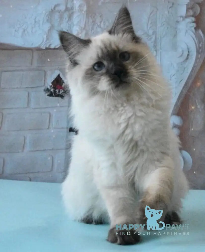 Milosh Siberian male seal pointed live animals