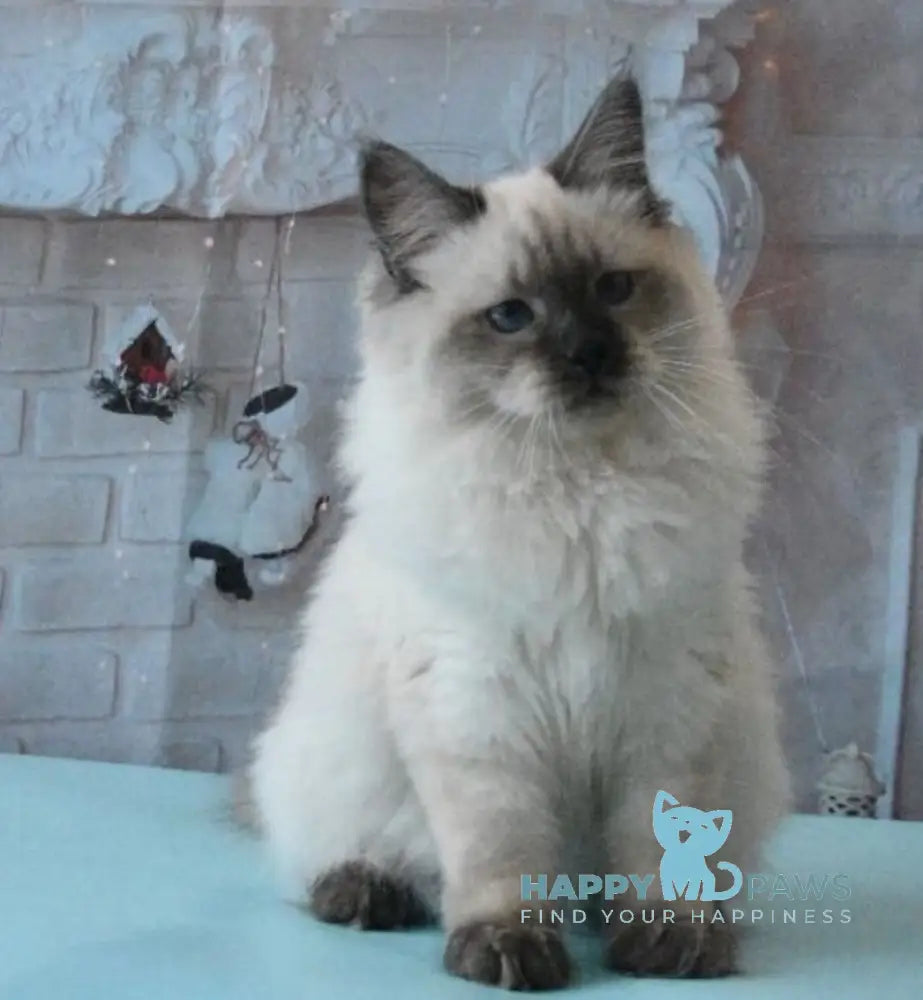 Milosh Siberian male seal pointed live animals