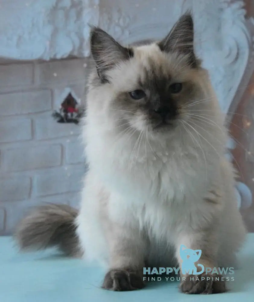 Milosh Siberian male seal pointed live animals