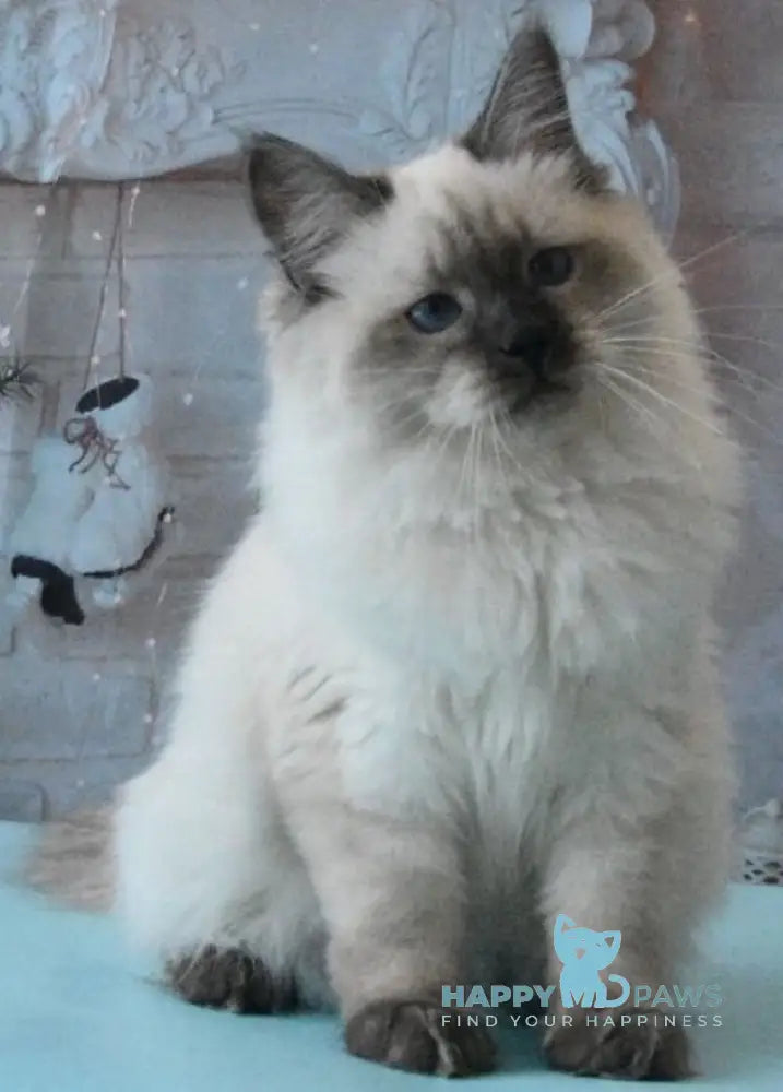 Milosh Siberian male seal pointed live animals