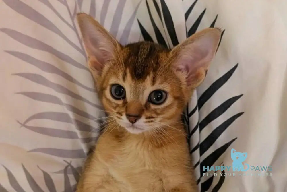 Mimi Abyssinian female ruddy live animals