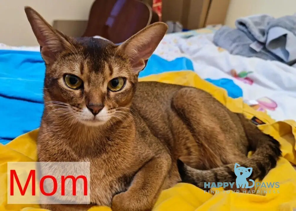 Mimi Abyssinian female ruddy live animals