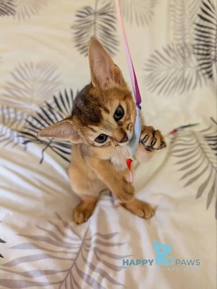 Mimi Abyssinian female ruddy live animals