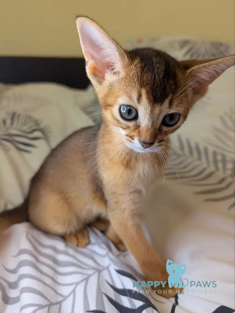 Mimi Abyssinian female ruddy live animals