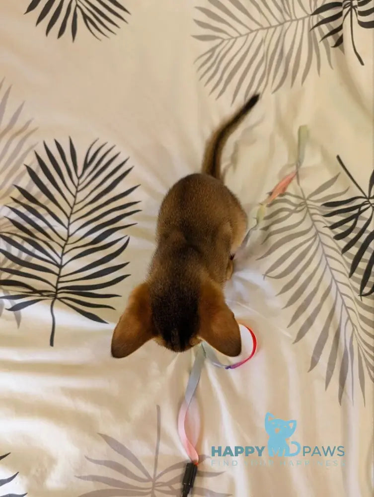 Mimi Abyssinian female ruddy live animals