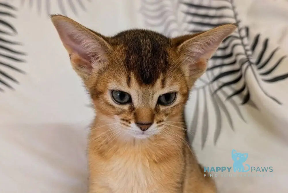 Mimi Abyssinian female ruddy live animals