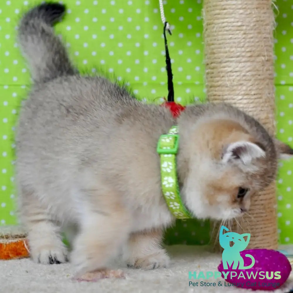 Mimi British Shorthair female black golden ticked tabby - live animals