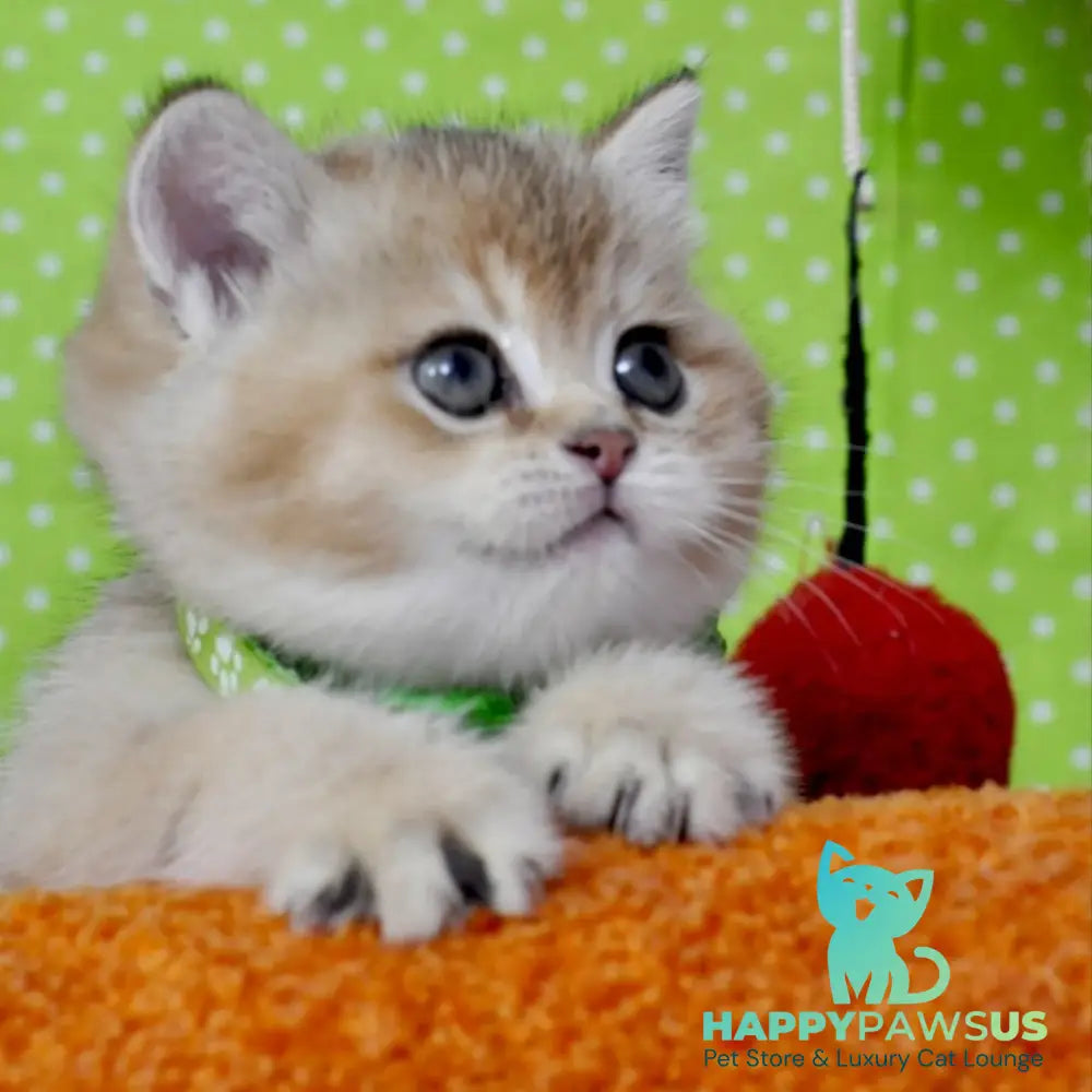 Mimi British Shorthair female black golden ticked tabby - live animals