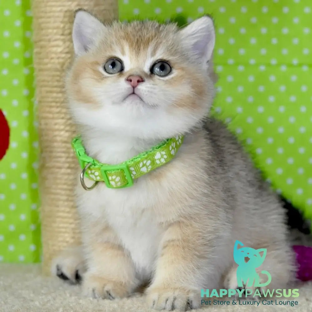 Mimi British Shorthair female black golden ticked tabby - live animals