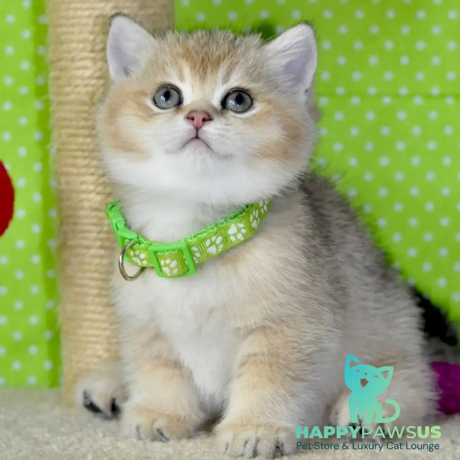 Mimi British Shorthair female black golden ticked tabby - live animals