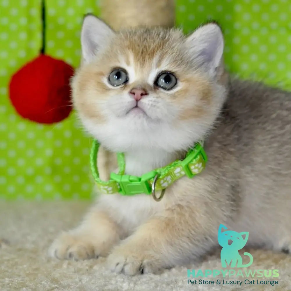 Mimi British Shorthair female black golden ticked tabby - live animals