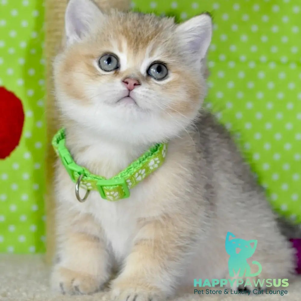 Mimi British Shorthair female black golden ticked tabby - live animals