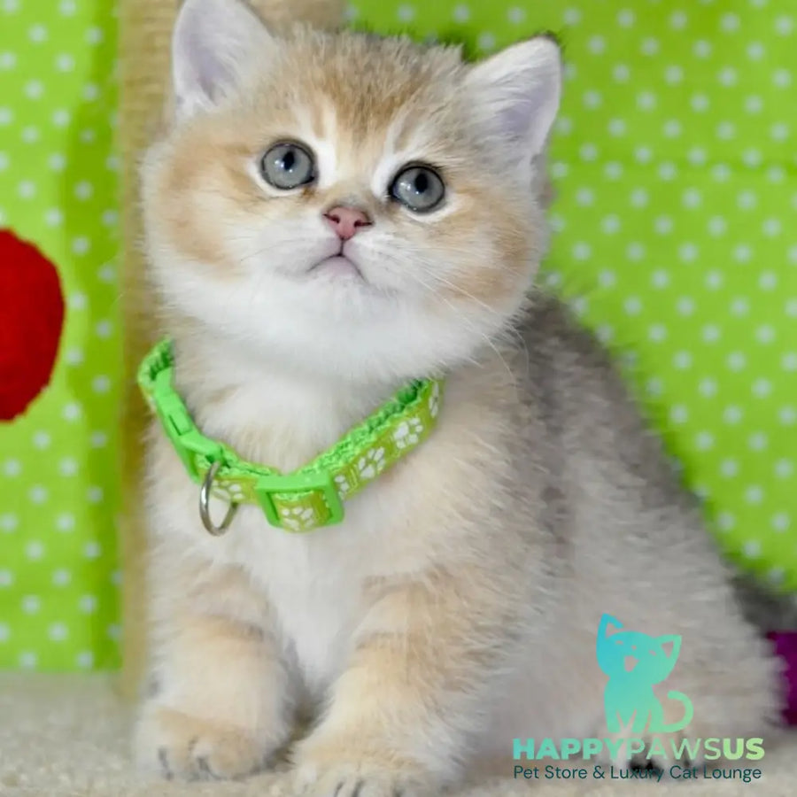 Mimi British Shorthair female black golden ticked tabby - live animals