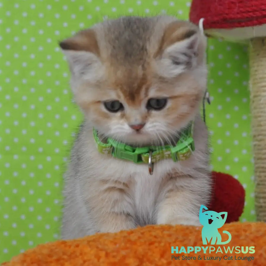 Mimi British Shorthair female black golden ticked tabby - live animals