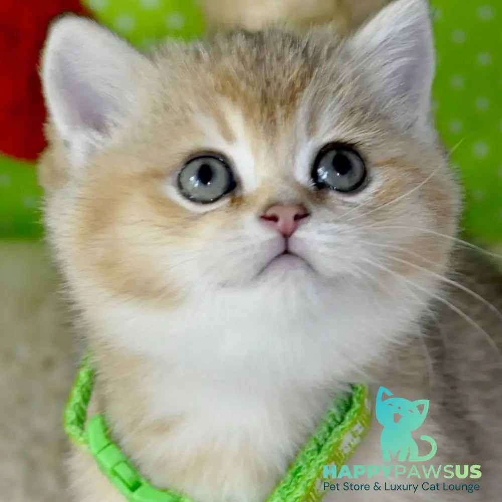 Mimi British Shorthair female black golden ticked tabby - live animals