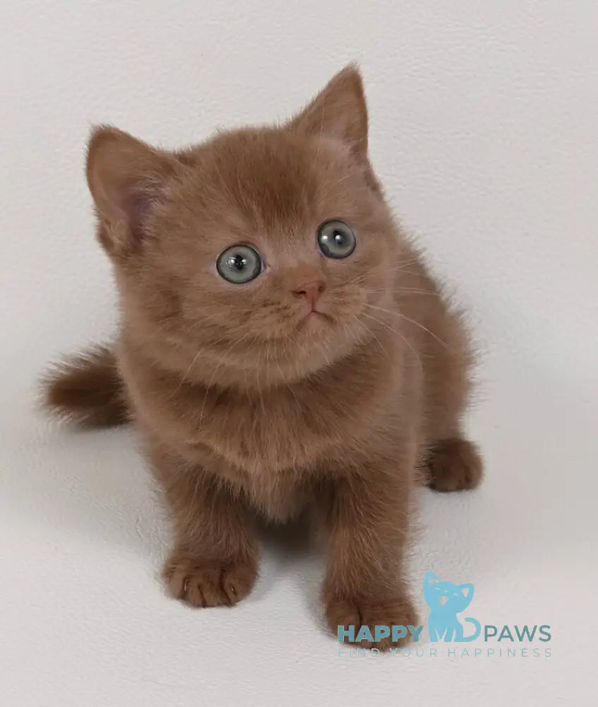 Mimi British Shorthair female cinnamon - live animals