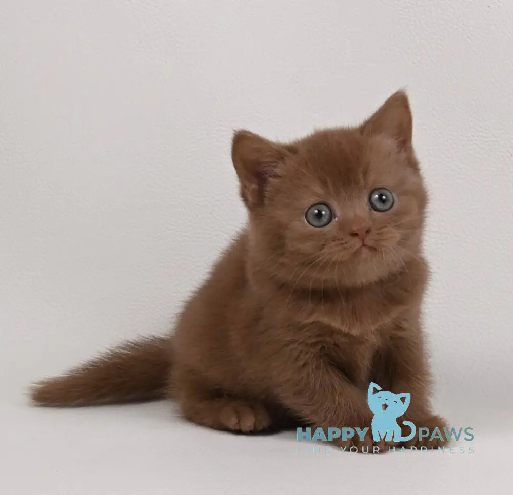 Mimi British Shorthair female cinnamon - live animals