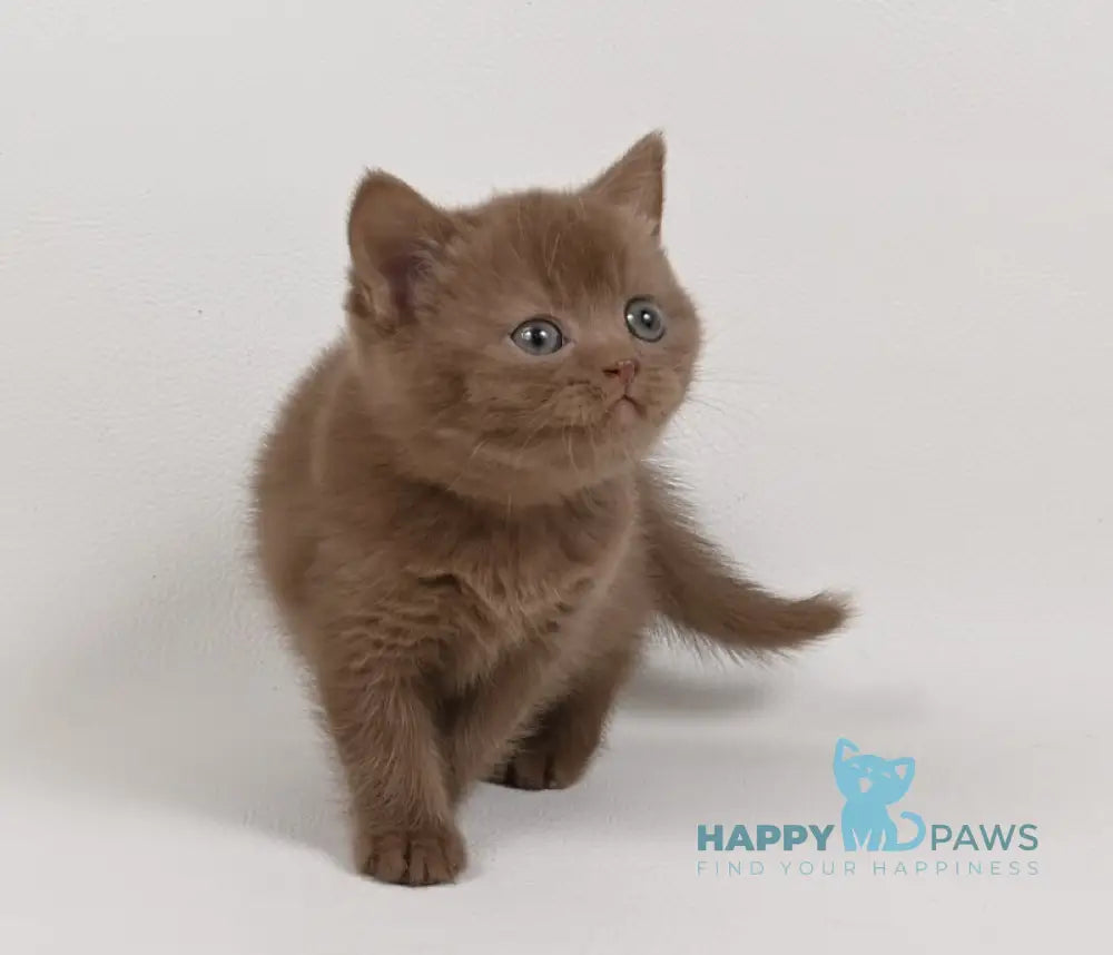 Mimi British Shorthair female cinnamon - live animals