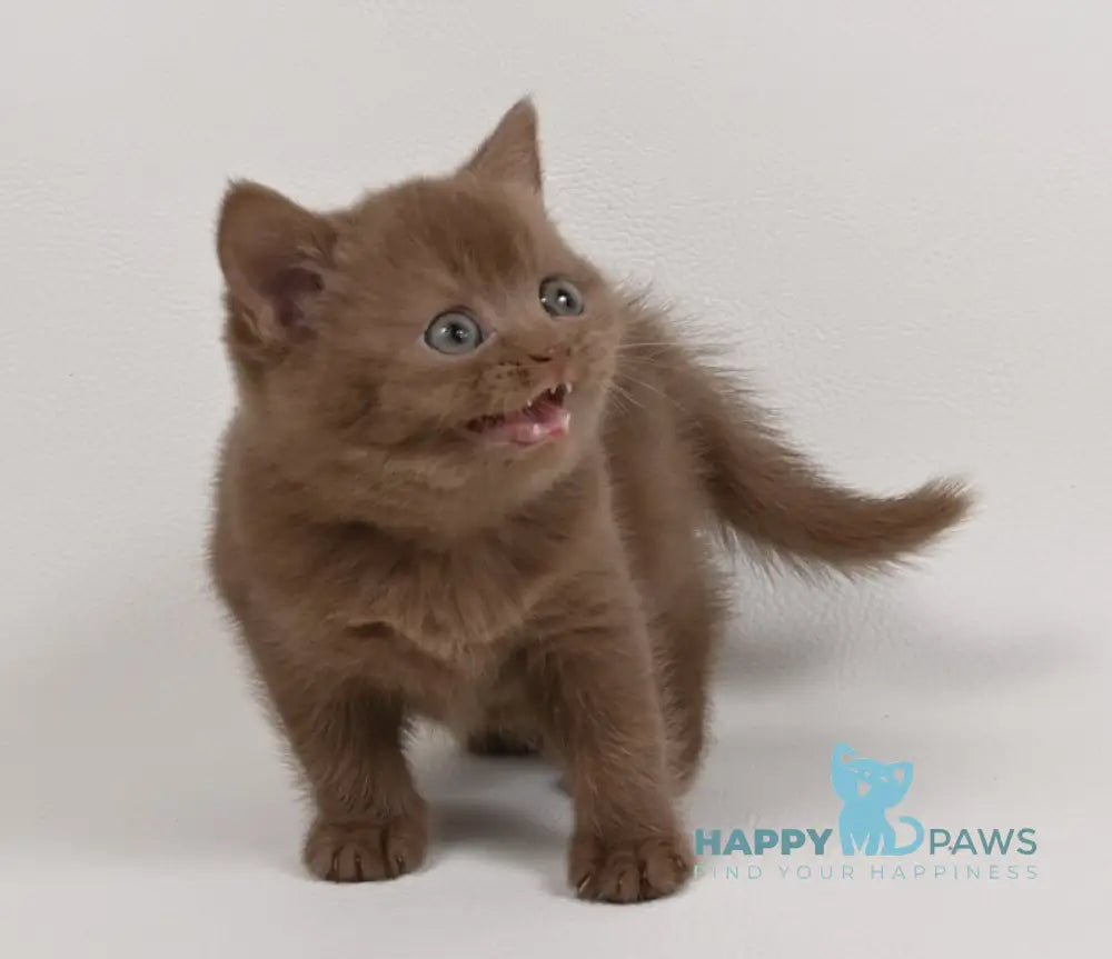 Mimi British Shorthair female cinnamon - live animals
