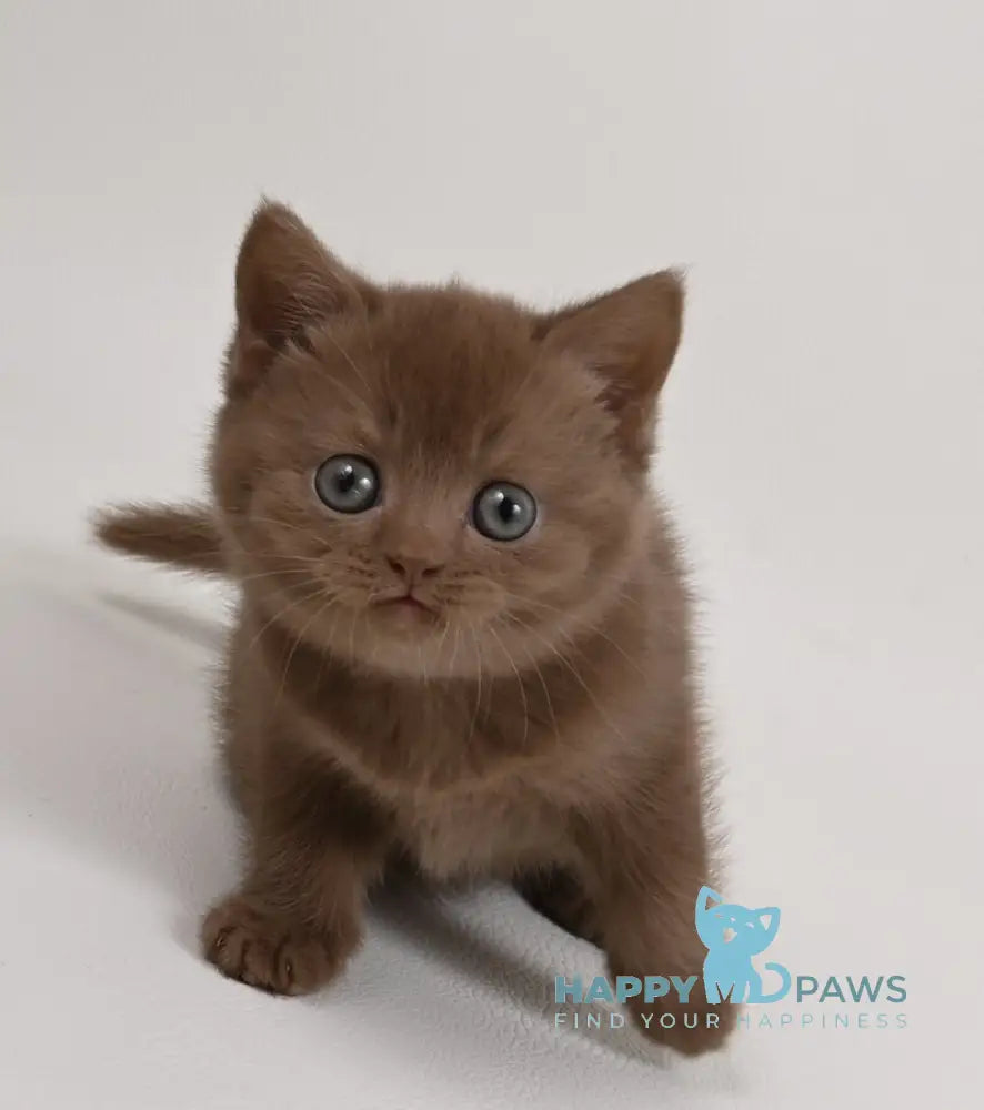 Mimi British Shorthair female cinnamon - live animals