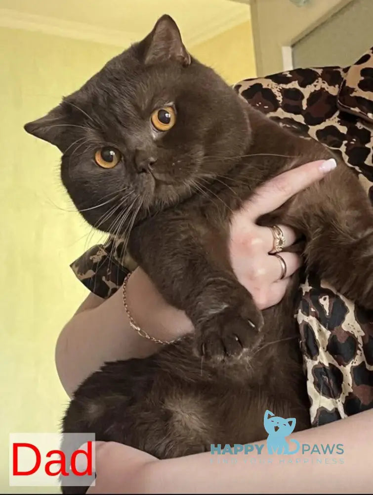 Mimi British Shorthair female cinnamon - live animals