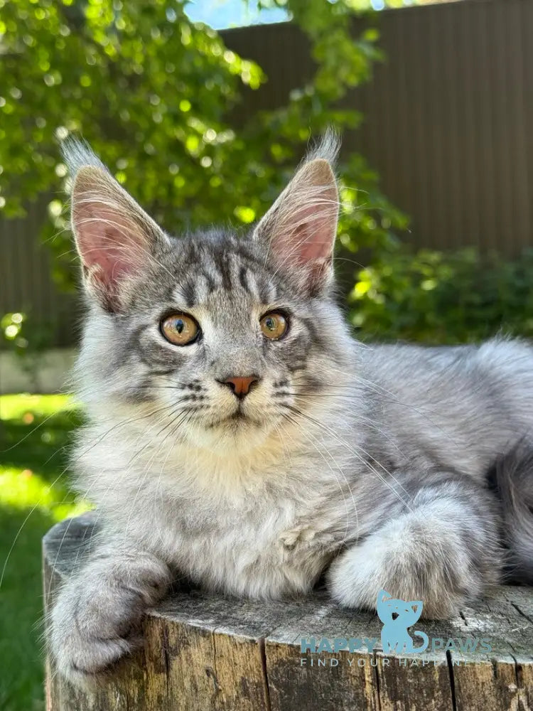 Mina Maine Coon female black silver spotted tabby live animals
