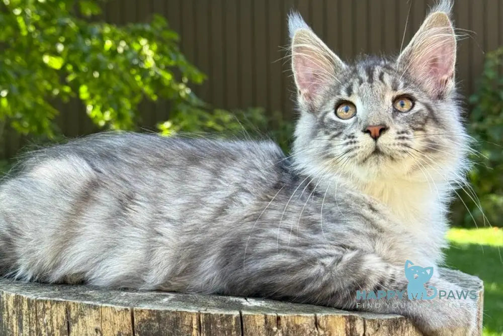 Mina Maine Coon female black silver spotted tabby live animals