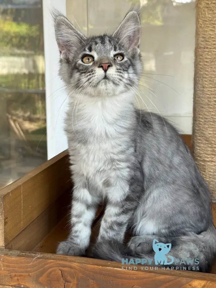 Mina Maine Coon female black silver spotted tabby live animals
