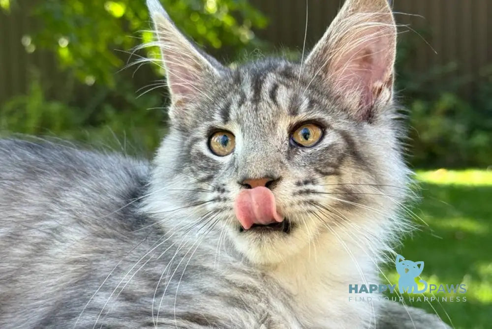 Mina Maine Coon female black silver spotted tabby live animals