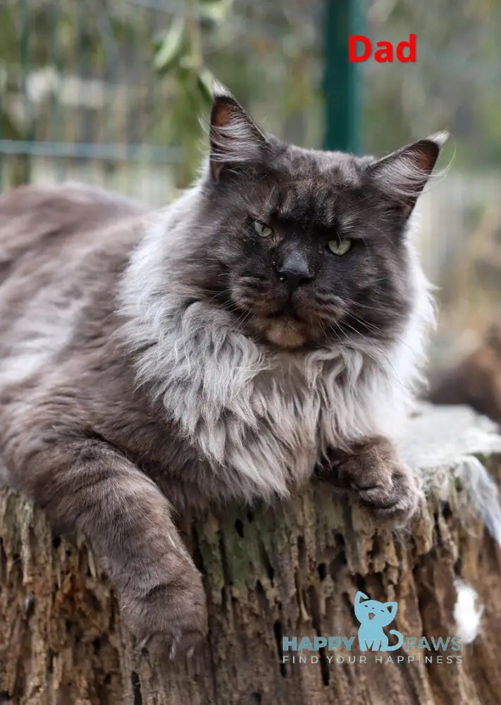 Mina Maine Coon female black silver spotted tabby live animals