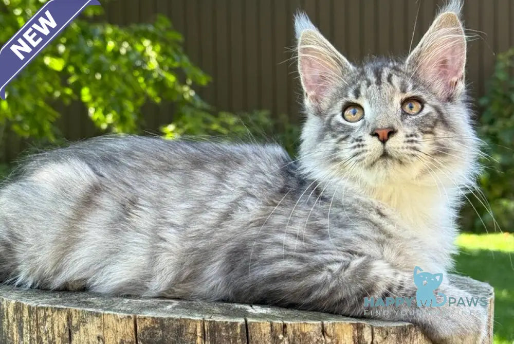 Mina Maine Coon female black silver spotted tabby live animals