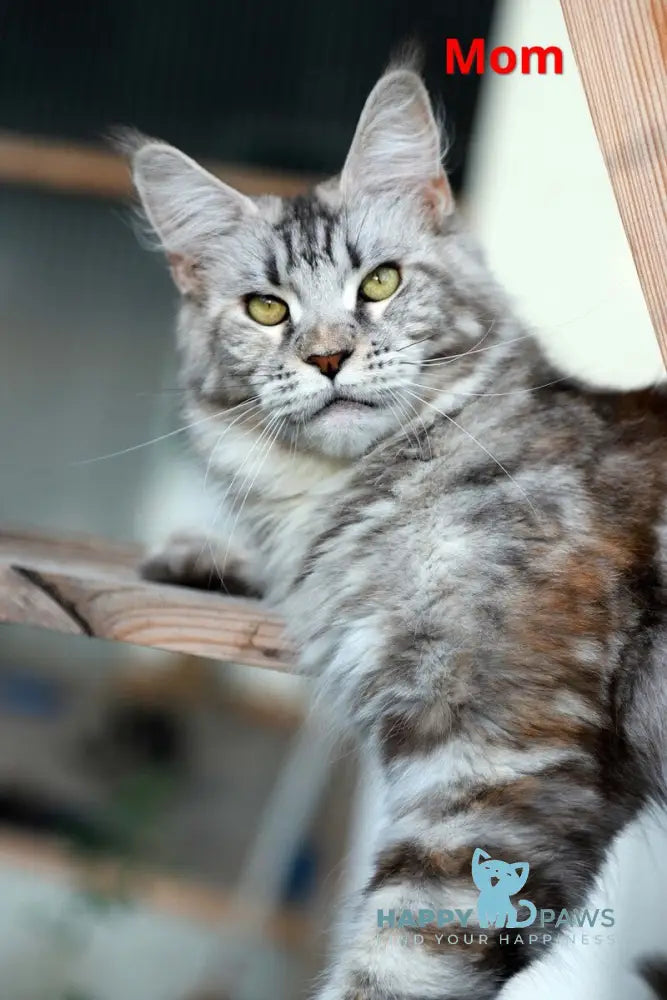 Mina Maine Coon female black silver spotted tabby live animals