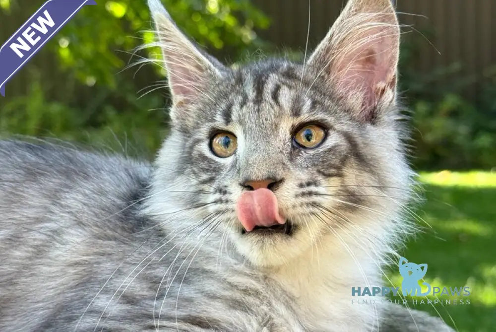 Mina Maine Coon female black silver spotted tabby live animals