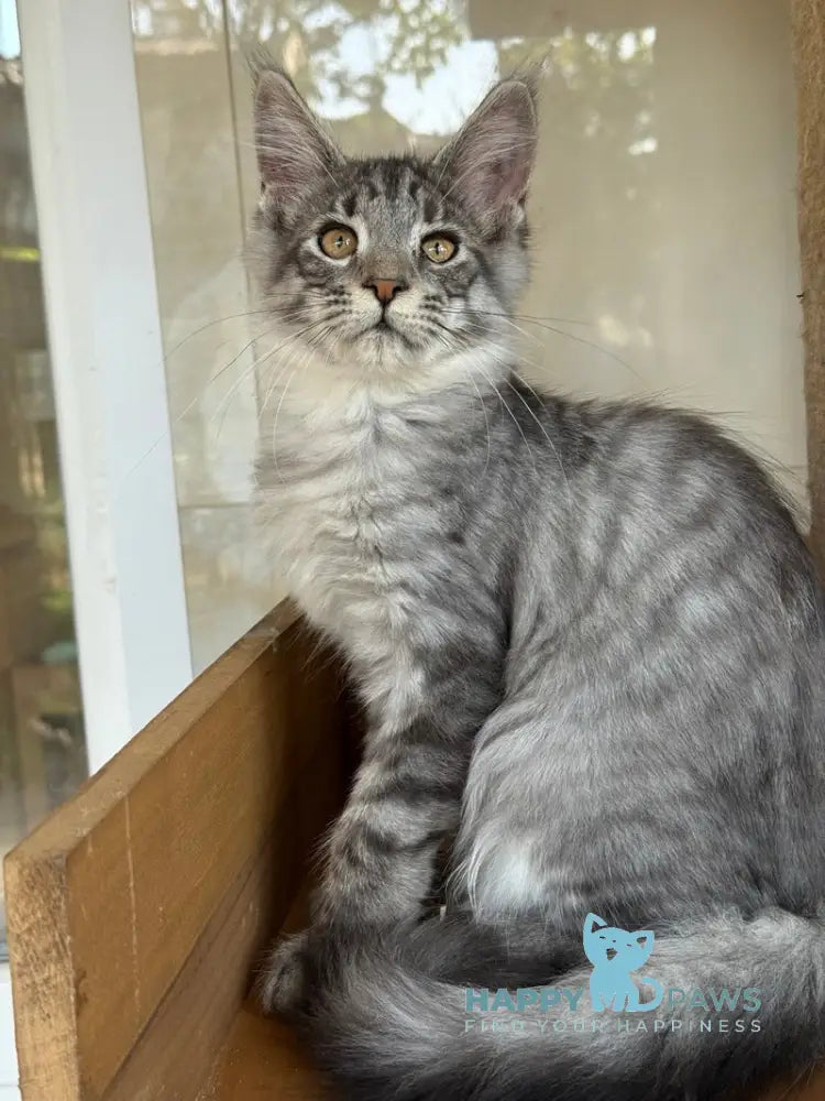 Mina Maine Coon female black silver spotted tabby live animals