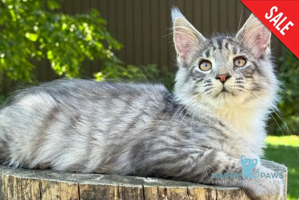 Mina Maine Coon female black silver spotted tabby live animals