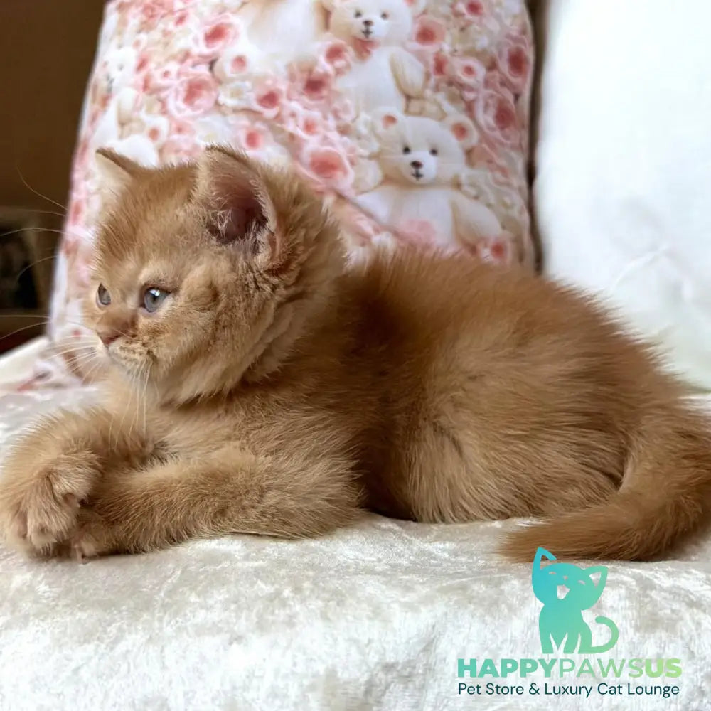 Mine British Shorthair male red - live animals