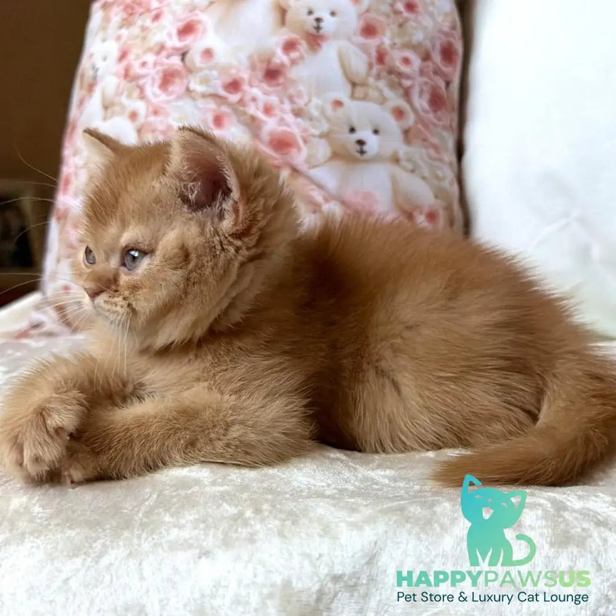 Mine British Shorthair male red - live animals