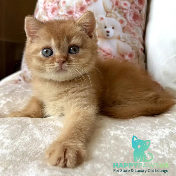 Mine British Shorthair male red - live animals