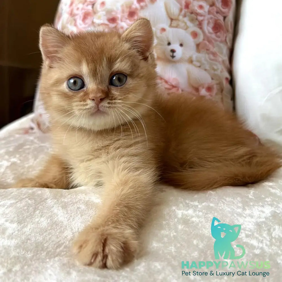 Mine British Shorthair male red - live animals