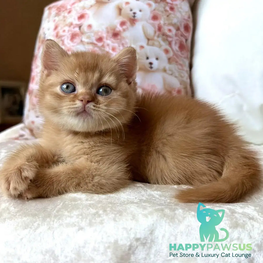 Mine British Shorthair male red - live animals
